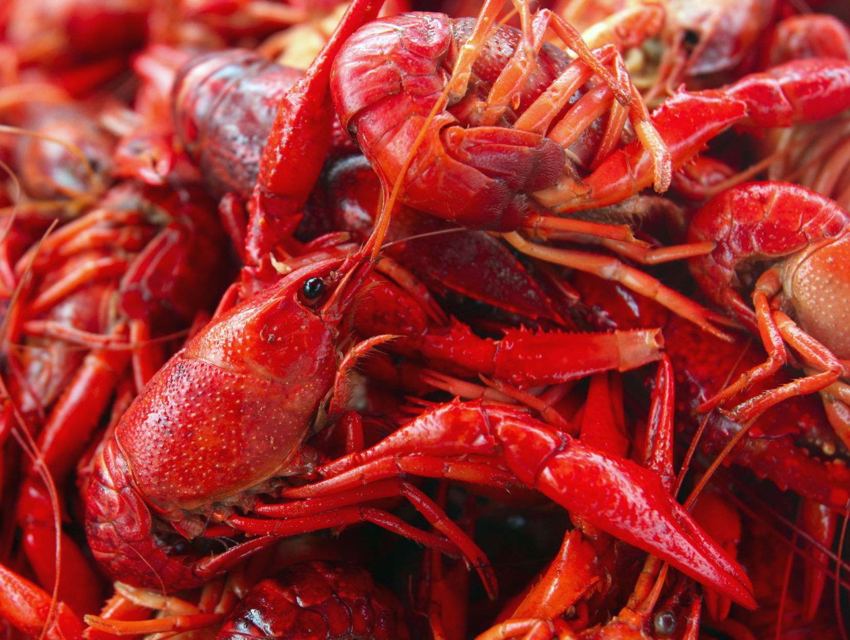 Crawfish close-up (copy)